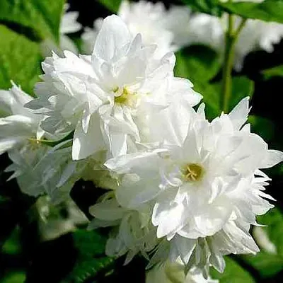 Жасмин ДАМ БЛАНШ  Жасмин ДАМ БЛАНШ в Хабаровске