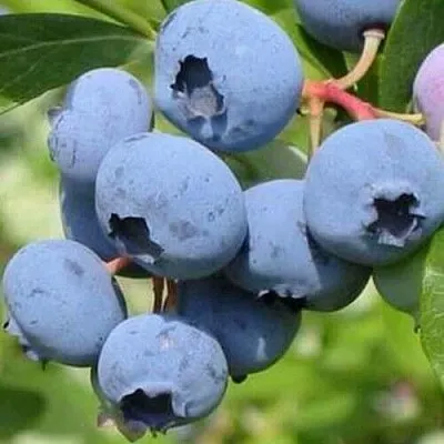 Голубика ДАРРОУ в Хабаровске