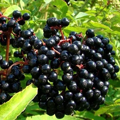 Бузина  Бузина в Хабаровске