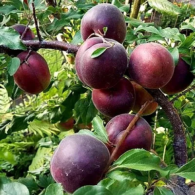 Шарафуга БЕЛЛА РОЯЛЬ в Хабаровске