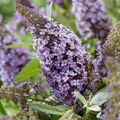 Буддлея давида БАТТЕРФЛЯЙ КАНДИ ЛИЛА СВИТХАРТ  Буддлея давида БАТТЕРФЛЯЙ КАНДИ ЛИЛА СВИТХАРТ в Хабаровске