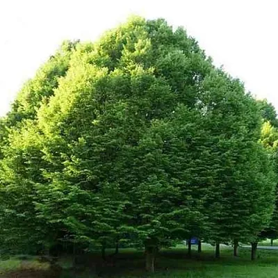 Граб японский  Граб японский в Хабаровске