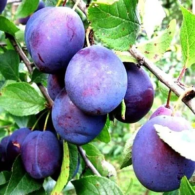 Слива ИРКУТЯНКА Слива ИРКУТЯНКА