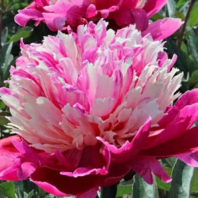 Пион ДЕЙДРИМ травянистый  Пион ДЕЙДРИМ травянистый в Хабаровске