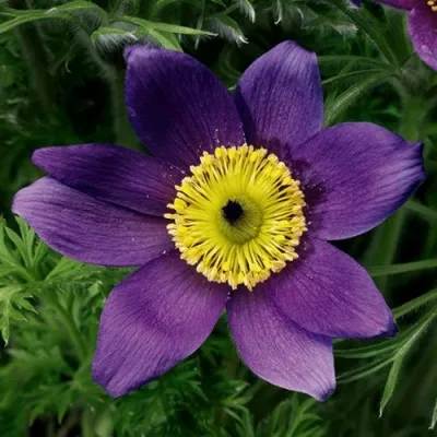 Прострел ПИНВИЛ БЛЮ ШЕЙДЕС в Хабаровске