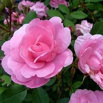 Саженцы роз ДЖОН ДЭВИС плетистая  Саженцы роз ДЖОН ДЭВИС плетистая в Хабаровске