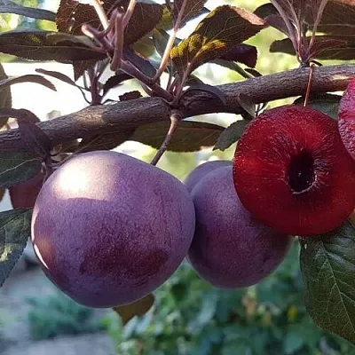 Слива ПАННА   Слива ПАННА  в Хабаровске