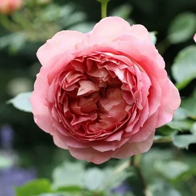 Саженцы роз РИДЖЕНТС ПАРК чайно-гибридная  Саженцы роз РИДЖЕНТС ПАРК чайно-гибридная в Хабаровске