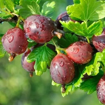 Крыжовник СЕРЕНАДА  Крыжовник СЕРЕНАДА в Хабаровске