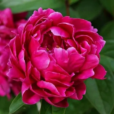 Пион ЛУИ ВАН-ГУТТ травянистый  Пион ЛУИ ВАН-ГУТТ травянистый в Хабаровске