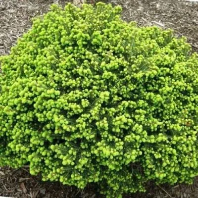 Ель ЛИТЛ ДЖЕМ обыкновенная в Хабаровске