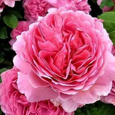 Саженцы роз ПРИНЦЕССА АЛЕКСАНДРА ОФ КЕНТ английская  Саженцы роз ПРИНЦЕССА АЛЕКСАНДРА ОФ КЕНТ английская в Хабаровске