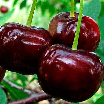 Дюк (черевишня)  Дюк (черевишня) в Хабаровске