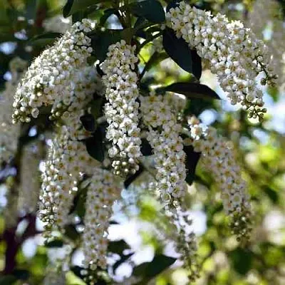 Черемуха виргинская ШУБЕРТ  Черемуха виргинская ШУБЕРТ в Хабаровске