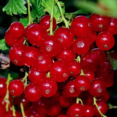 Смородина красная СЕРПАНТИН  Смородина красная СЕРПАНТИН в Хабаровске