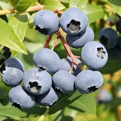 Голубика КРОЭТЭН в Хабаровске