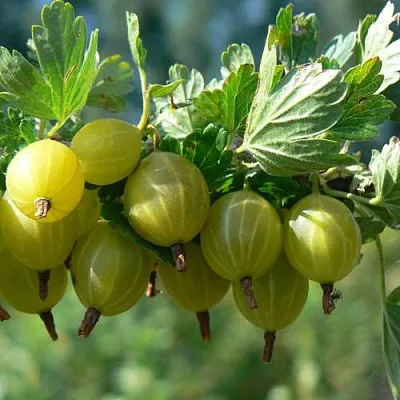 Крыжовник ЮБИЛЕЙНЫЙ  Крыжовник ЮБИЛЕЙНЫЙ в Хабаровске