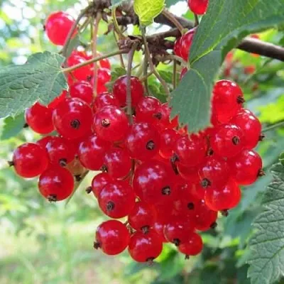 Смородина красная КРАСНАЯ АНДРЕЙЧЕНКО  Смородина красная КРАСНАЯ АНДРЕЙЧЕНКО в Хабаровске