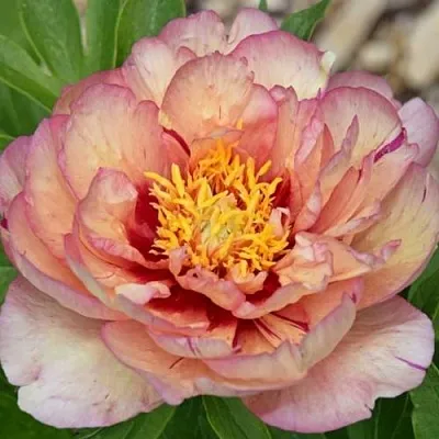 Пион КЭЛЛИС МЕМОРИ ито-гибрид  Пион КЭЛЛИС МЕМОРИ ито-гибрид в Хабаровске