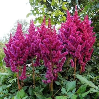 Астильба ВИЖНС китайская в Хабаровске