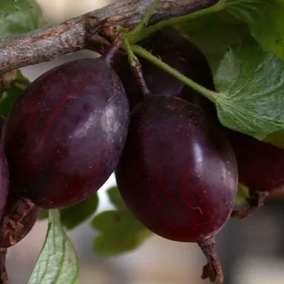 Крыжовник ЧЕЛЯБИНСКИЙ СЛАБОШИПОВАТЫЙ  Крыжовник ЧЕЛЯБИНСКИЙ СЛАБОШИПОВАТЫЙ в Хабаровске