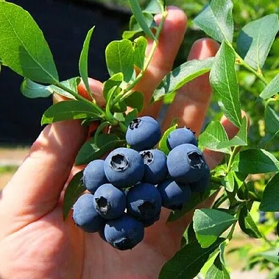 Голубика НОРТ КАНТРИ в Хабаровске
