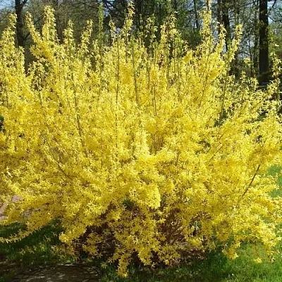 Форзиция ФОРЧУНА  Форзиция ФОРЧУНА в Хабаровске