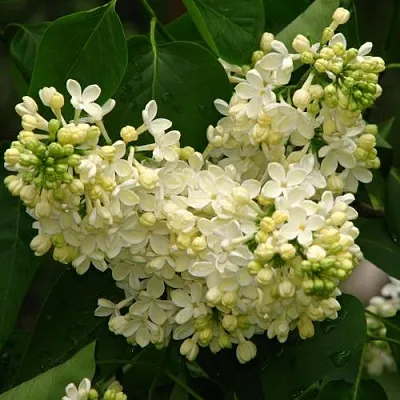 Сирень ПРИМРОУЗ  Сирень ПРИМРОУЗ в Хабаровске