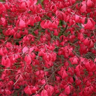 Бересклет КОМПАКТУС   Бересклет КОМПАКТУС  в Хабаровске