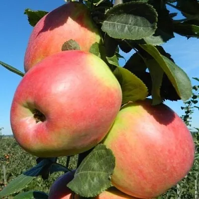 Яблоня БРЯНСКОЕ РОЗОВОЕ  Яблоня БРЯНСКОЕ РОЗОВОЕ в Хабаровске