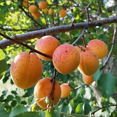 Абрикос ЖЕРДЕЛА в Хабаровске