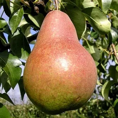 Груша КИРГИЗСКАЯ ЗИМНЯЯ в Хабаровске