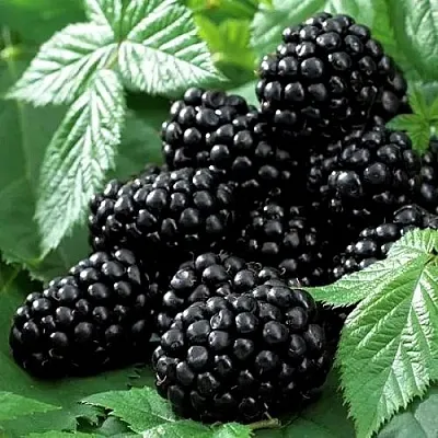 Ежевика БЛЭК БЬЮТИ в Хабаровске