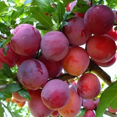 Слива НЕКТАРИННАЯ АРОМАТНАЯ  Слива НЕКТАРИННАЯ АРОМАТНАЯ в Хабаровске