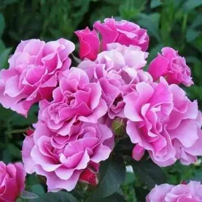 Саженцы роз САНТА БАРБАРА флорибунда — описание сорта Саженцы роз САНТА БАРБАРА флорибунда в Хабаровске