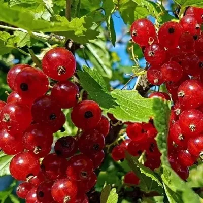 Смородина красная НЕНАГЛЯДНАЯ в Хабаровске