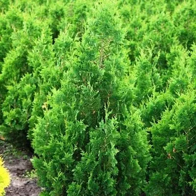 Туя СПИРАЛИС западная в Хабаровске