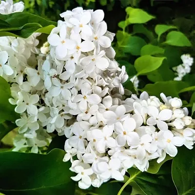 Сирень МАЛЕНЬКИЙ ПРИНЦ в Хабаровске