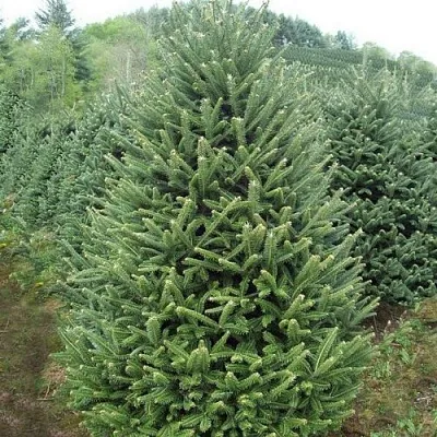 Пихта ФРАЗЕРА  Пихта ФРАЗЕРА в Хабаровске