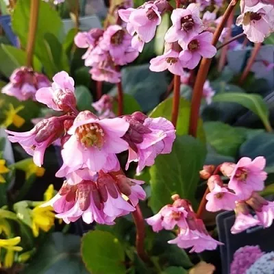 Бадан БЭБИ ДОЛЛ в Хабаровске