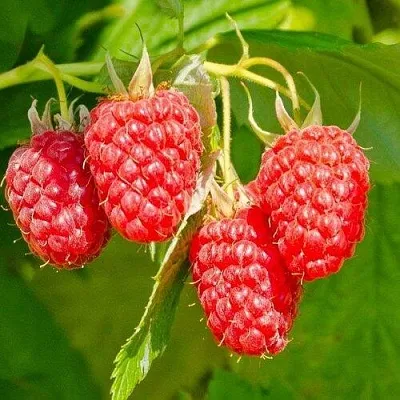 Малина ИЗОБИЛЬНАЯ  Малина ИЗОБИЛЬНАЯ в Хабаровске