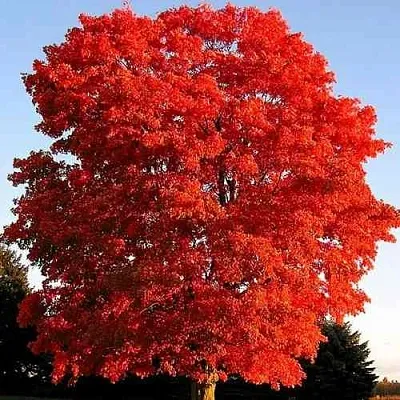 Дуб красный   Дуб красный  в Хабаровске