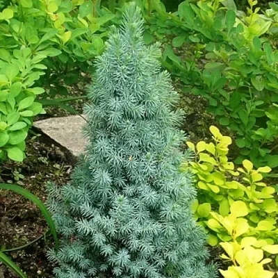 Ель КОНИКА сизая в Хабаровске