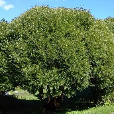 Ива ломкая  в Хабаровске