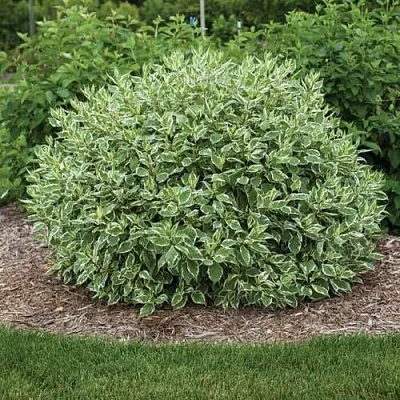 Дерен ЭЛЕГАНТИССИМА белый  Дерен ЭЛЕГАНТИССИМА белый в Хабаровске