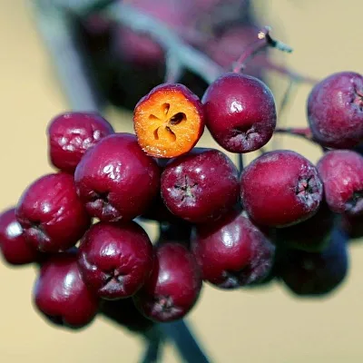 Рябина сладкоплодная  Рябина сладкоплодная в Хабаровске
