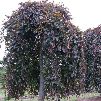 Бук  Бук в Хабаровске