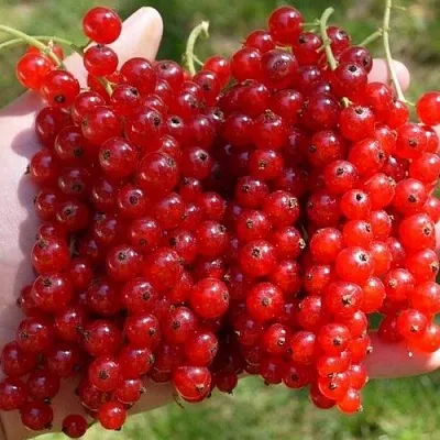 Смородина красная РЕД ПУЛ  Смородина красная РЕД ПУЛ в Хабаровске