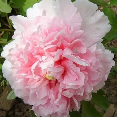 Пион БУКЕТ РОЗОВЫХ ГВОЗДИК древовидный  Пион БУКЕТ РОЗОВЫХ ГВОЗДИК древовидный в Хабаровске