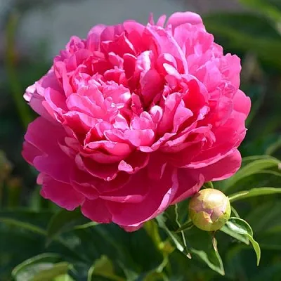 Пион БУШЕЛА травянистый  Пион БУШЕЛА травянистый в Хабаровске